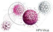 HPV_Virus_hoffmann